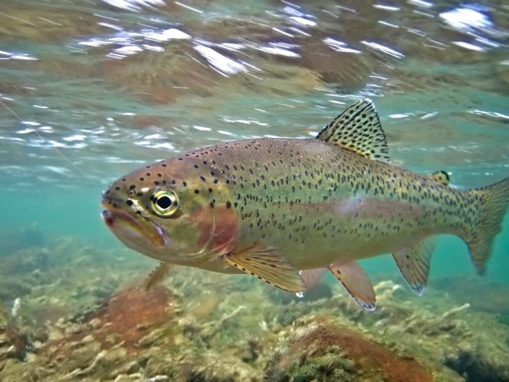 Trout underwater
