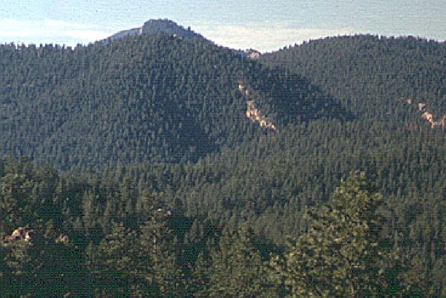 tree covered mountain