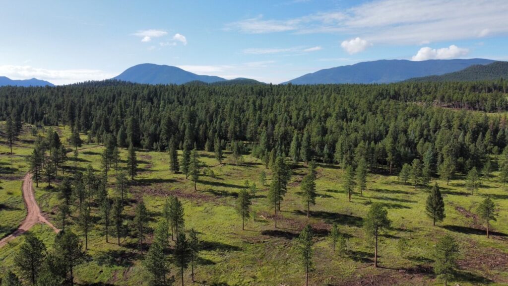 Mountain landscape that has been treated and untreated in background